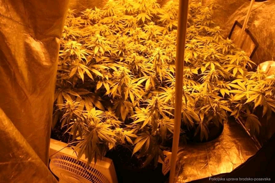 SLAVONSKI BROD - Policija otkrila laboratorij za proizvodnju cannabisa