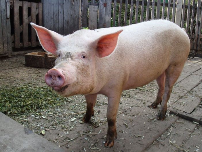 Kuga u Kupini, zaražena krmača stara čak 11 godina